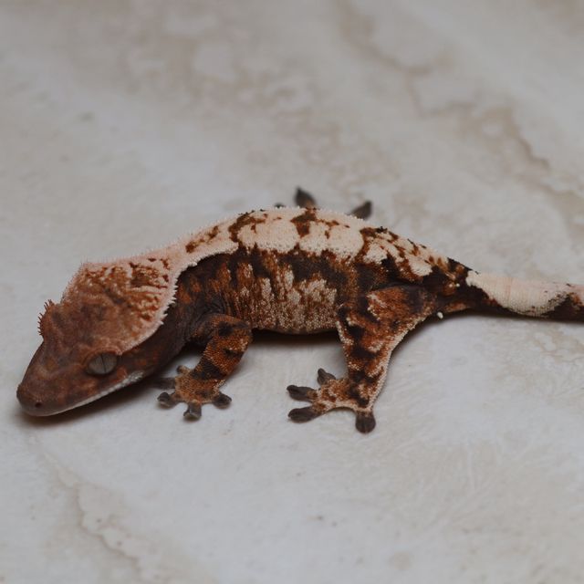 세이블