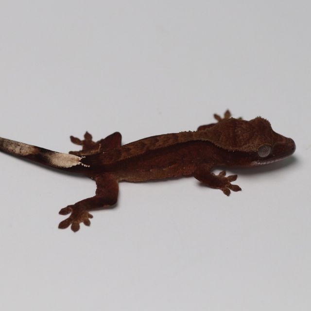 챠콜 다크 블랙