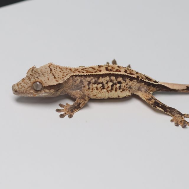 트라이