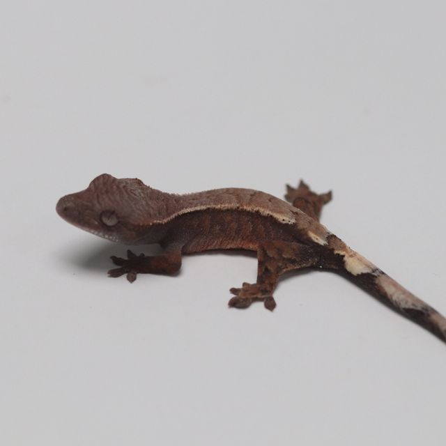 세이블