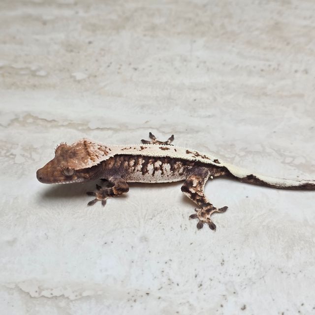 세이블