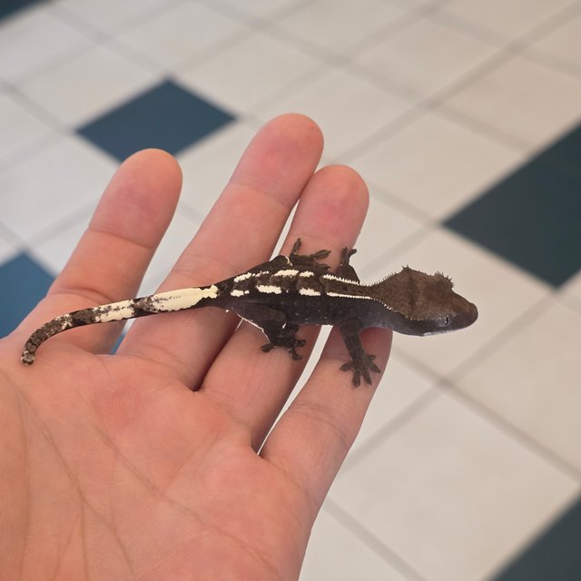 Axanthic