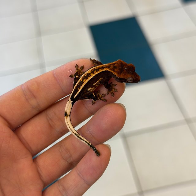 100%헷아잔틱 엠티백