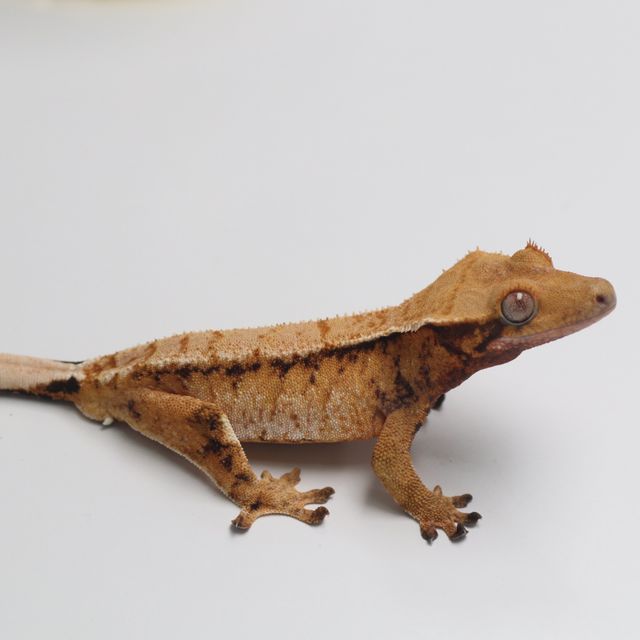 트라이
