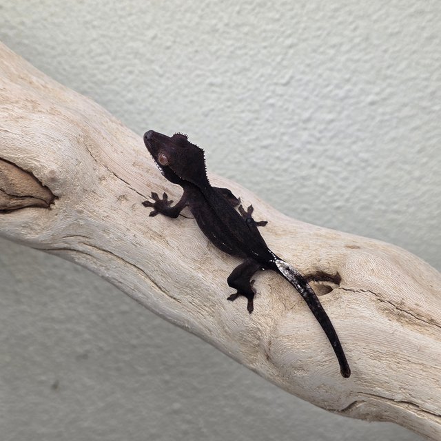 Charcoal Super Stripe Phantom Cappuccino