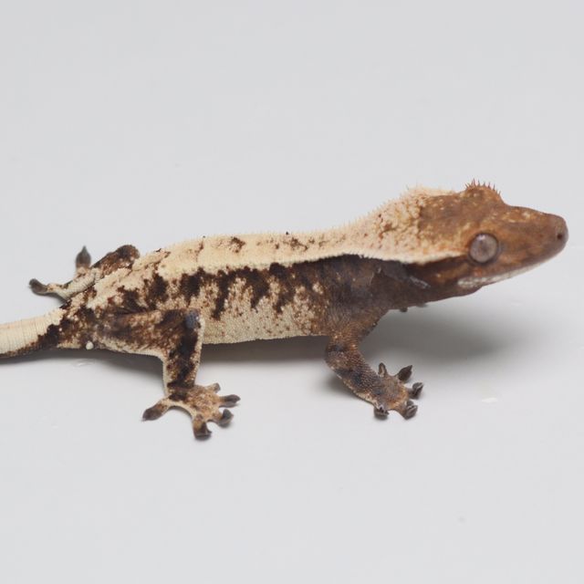 세이블