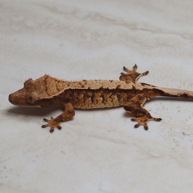 트라이