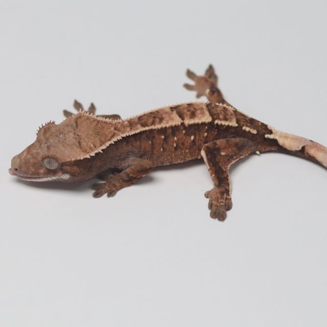 세이블