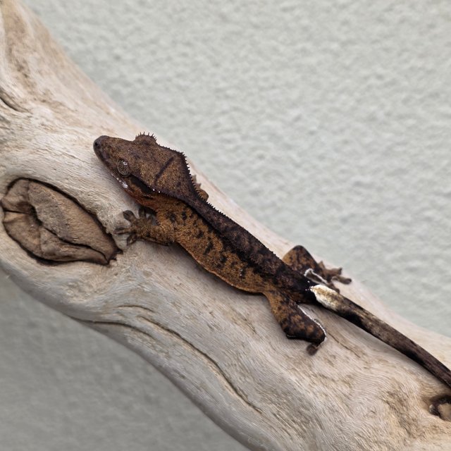 100% Het Axanthic Charcoal