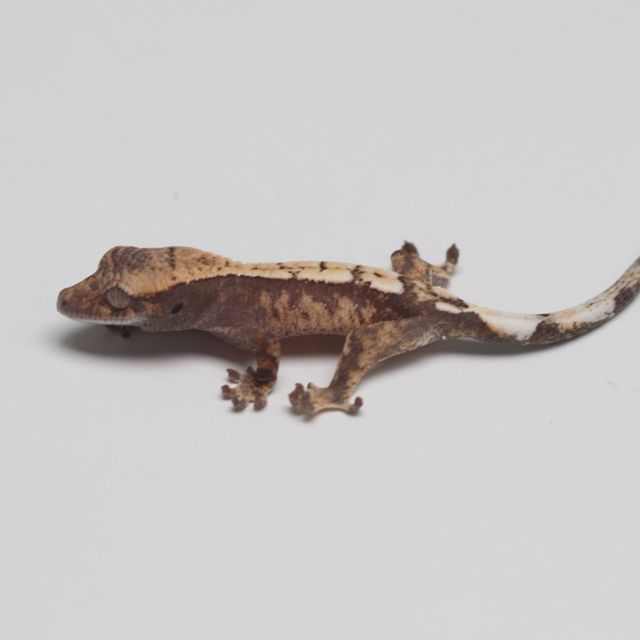 세이블