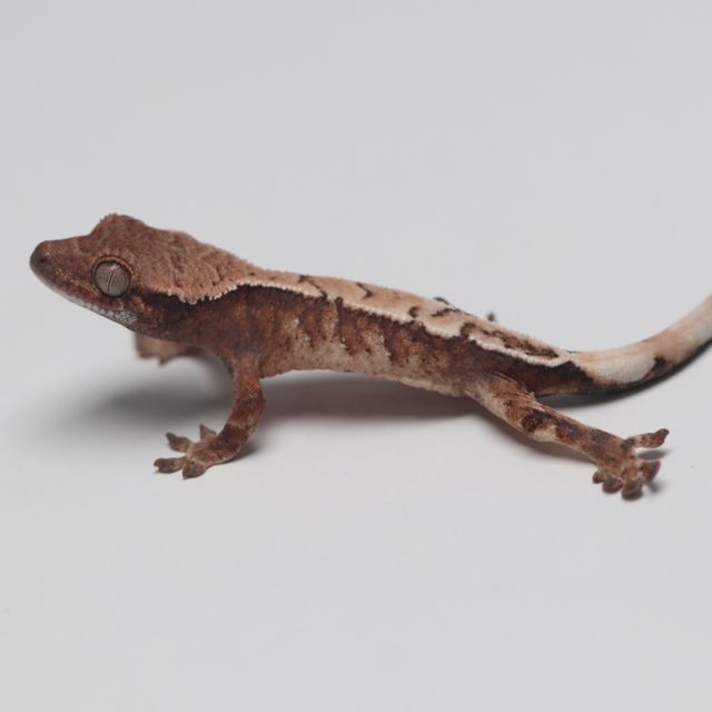 세이블