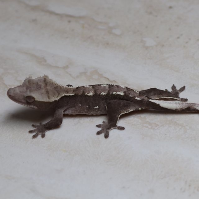 세이블 아잔틱