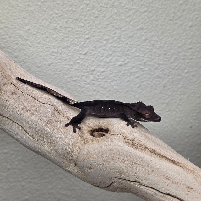 100% Het Axanthic Charcoal