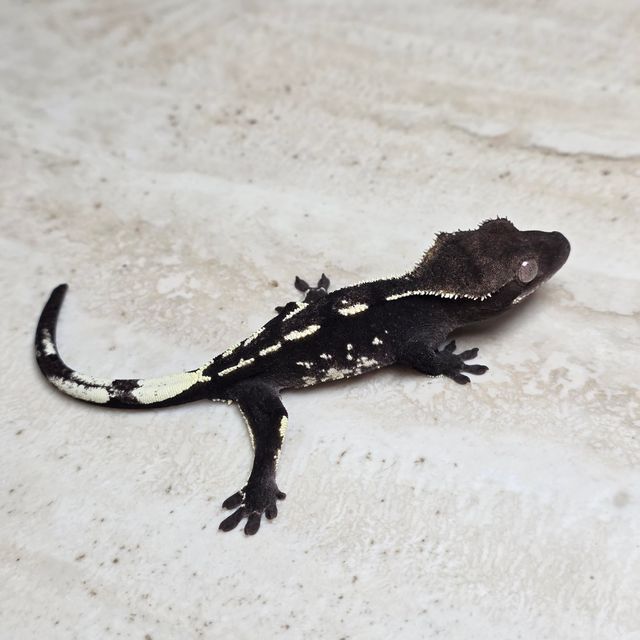 세이블 아잔틱