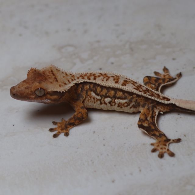 트라이