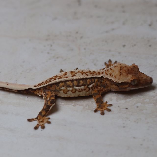 트라이