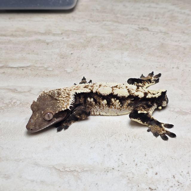 세이블