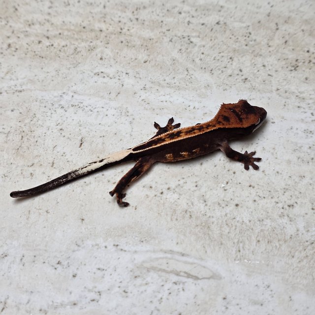 Empty Back 100% Het Axanthic