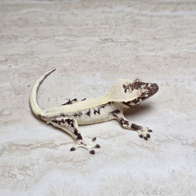 릴리 세이블