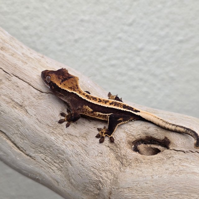 Empty Back 100% Het Axanthic