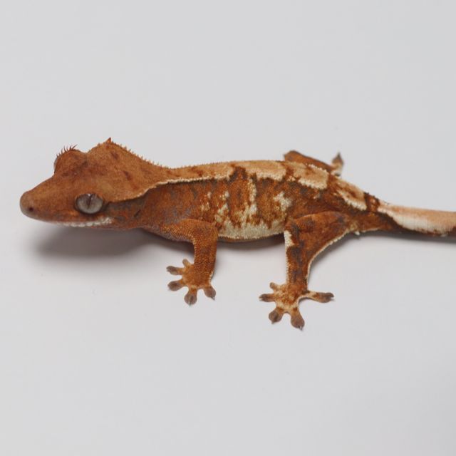 트라이