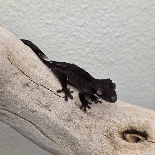 Charcoal Phantom Cappuccino