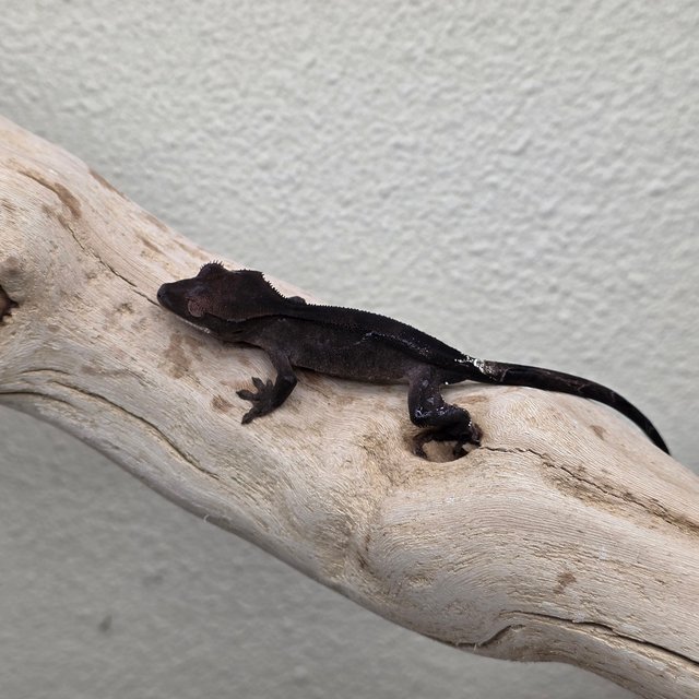 100% Het Axanthic Charcoal Phantom Cappuccino