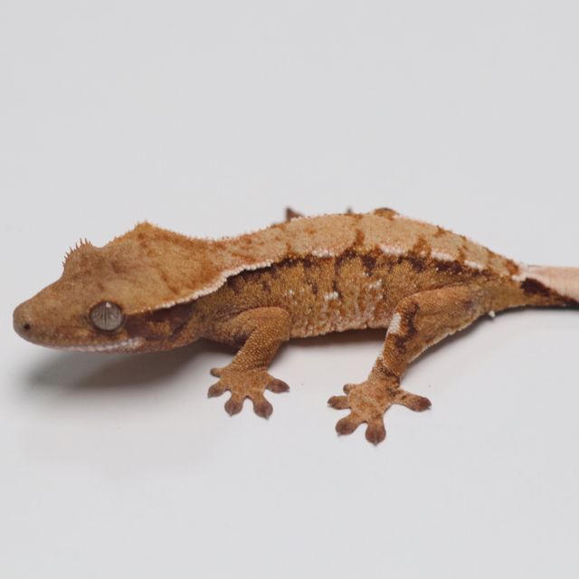 노멀 트라이