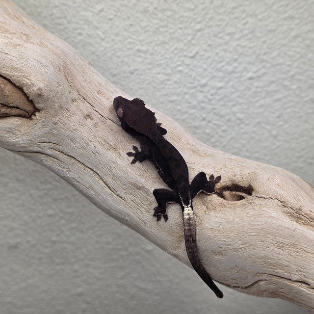 Charcoal Phantom Lilly White