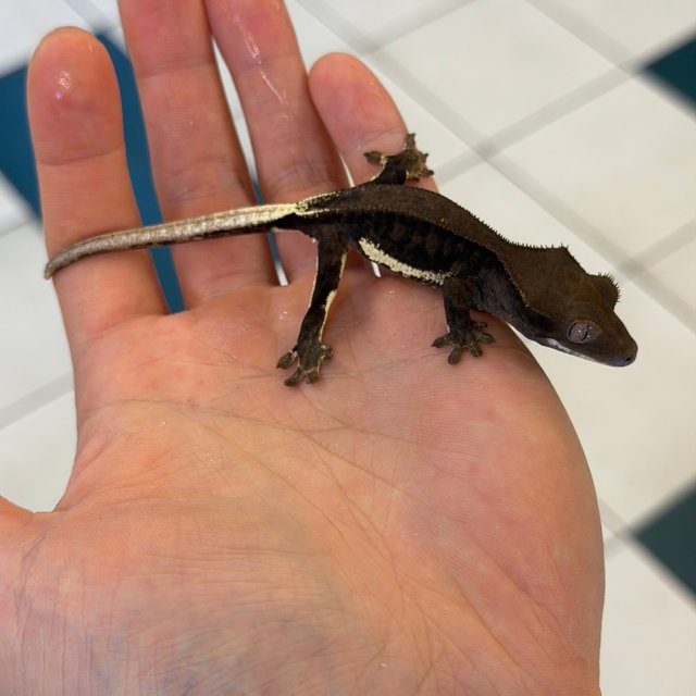 챠콜 팬텀 릴리화이트