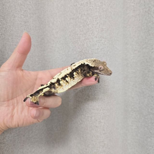 세이블