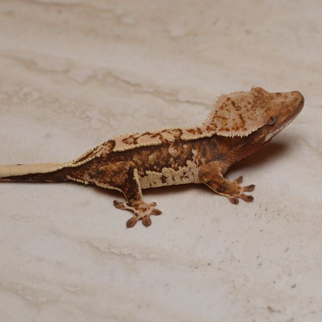트라이