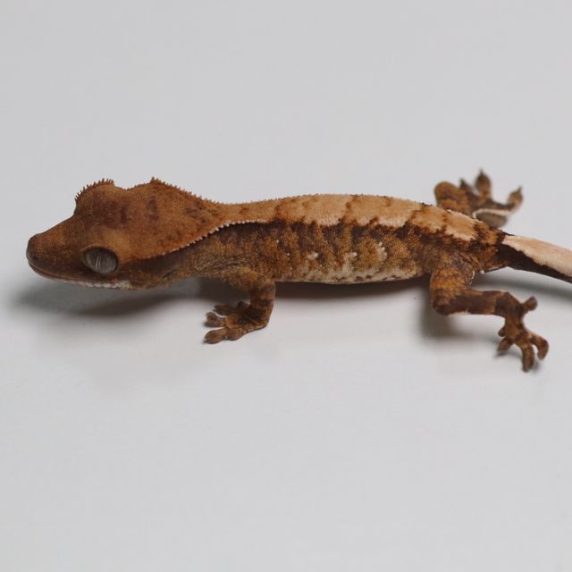 트라이