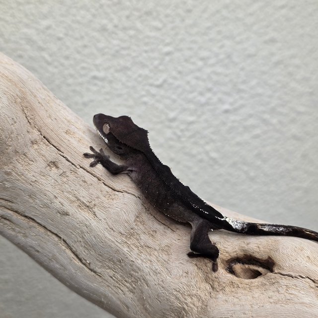 Charcoal Phantom Cappuccino