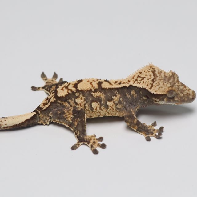 트라이