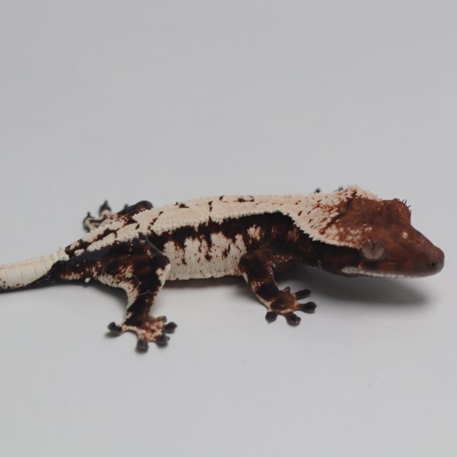 세이블
