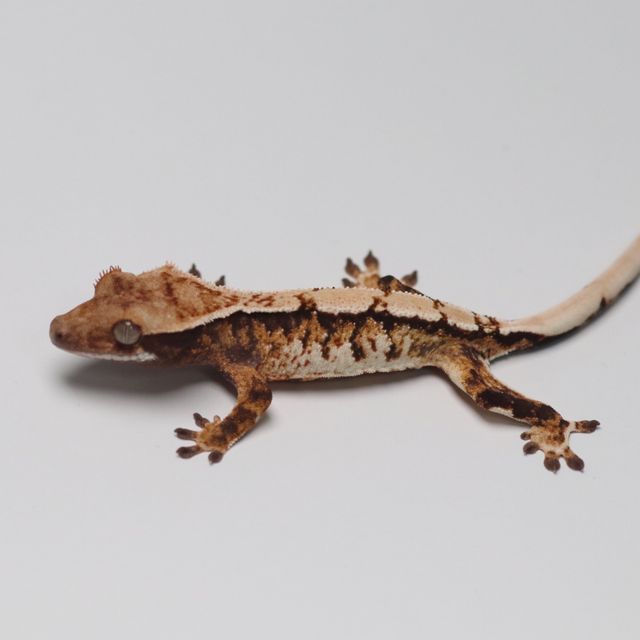 트라이
