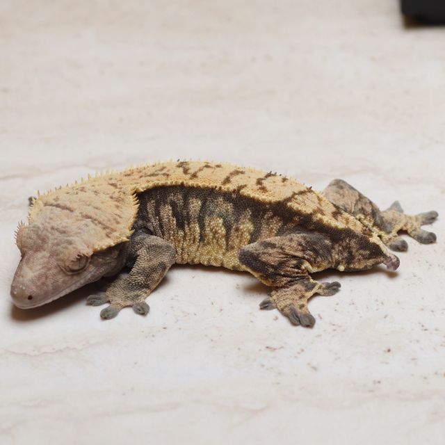 트라이