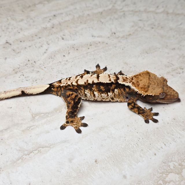 트라이