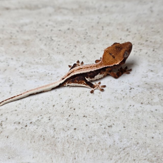 릴리100%헷아잔틱