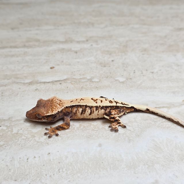 세이블