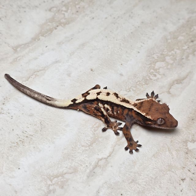 세이블