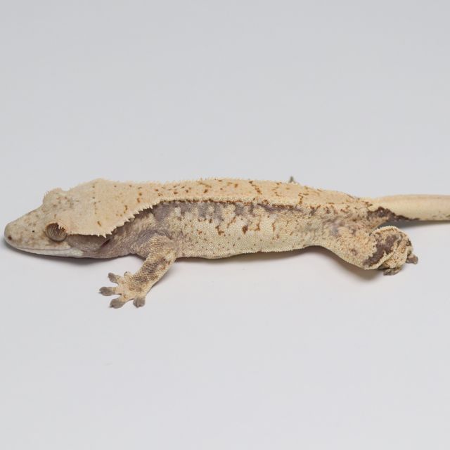트라이