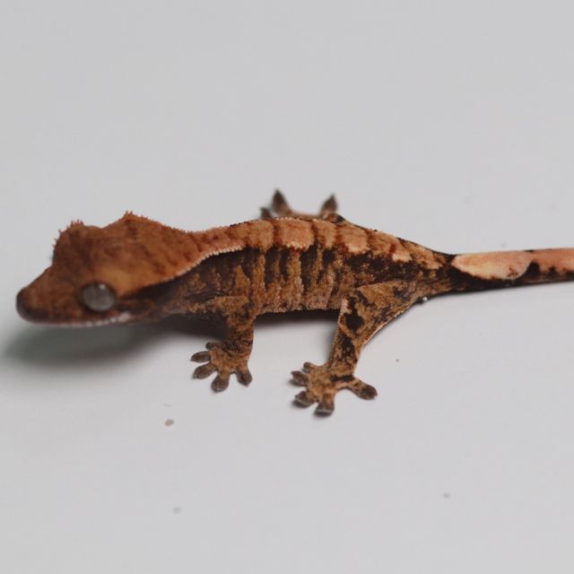 트라이