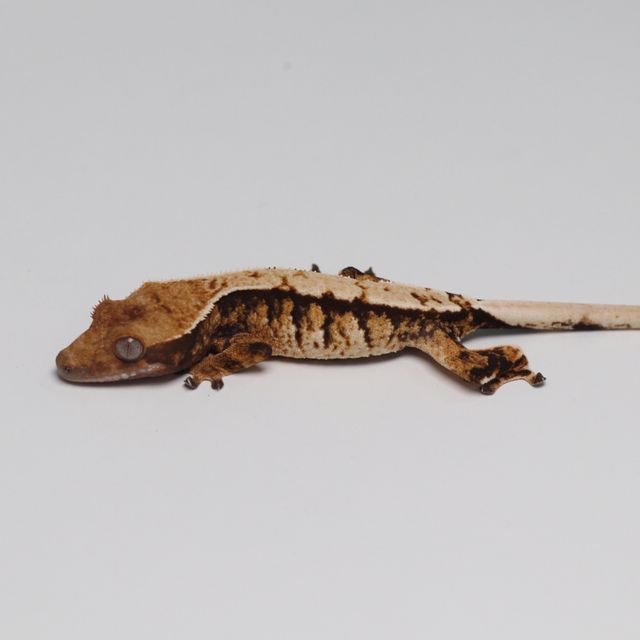 노멀 트라이