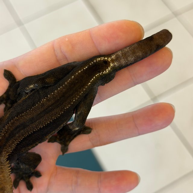 Charcoal Super Stripe Phantom