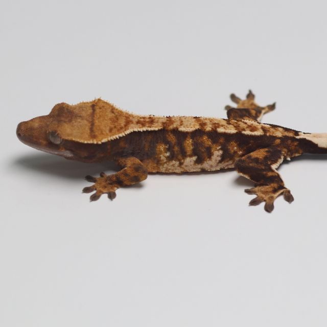 트라이 바브