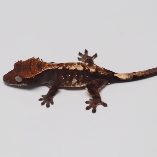 세이블