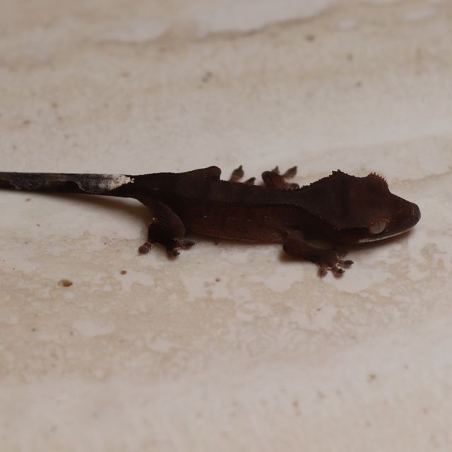 100% Het Axanthic Charcoal Phantom Cappuccino