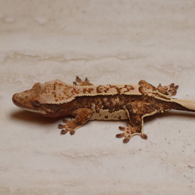트라이